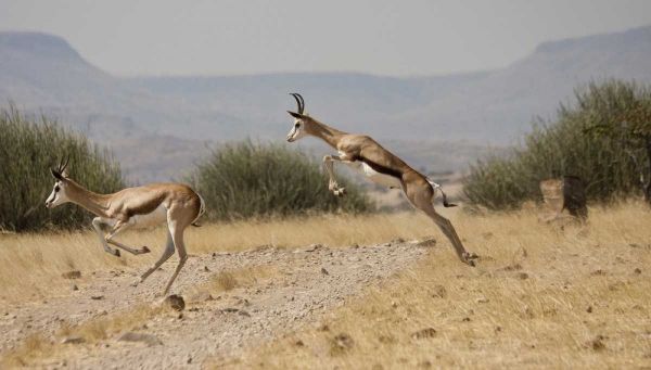 Running springboks in mid-jump, Palmwag, Namibia
